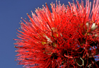 pohutukawa 900 4.jpg